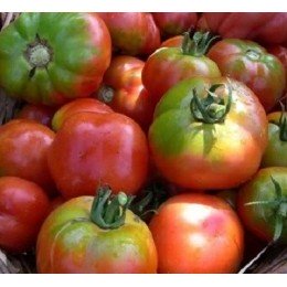 semillas ecológicas de tomate esquena verd