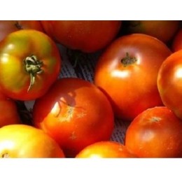semillas ecológicas de tomate tírvia