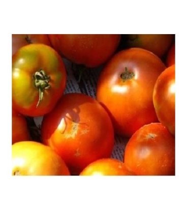semillas de tomate tirvia