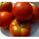 semillas ecológicas de tomate pometa