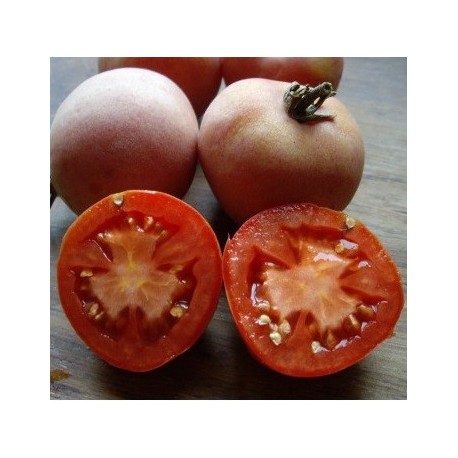 semillas de tomate pometa