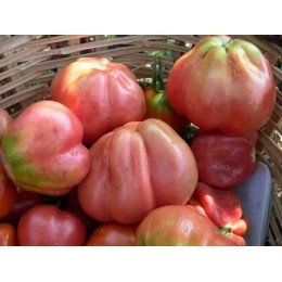 semillas ecológicas de tomate pera rosa de Girona