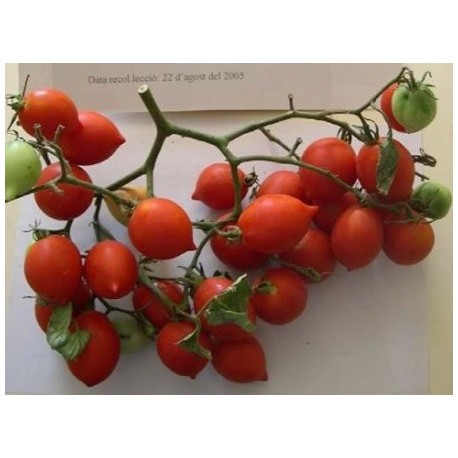 tomate de colgar bombeta (semillas ecológicas)