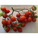 tomate de colgar bombeta (semillas ecológicas)
