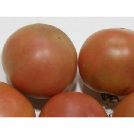 semillas ecológicas de tomate de son gil