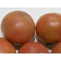 tomate de colgar son gil (semillas ecológicas)