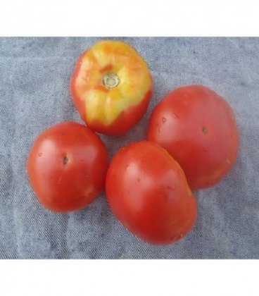 tomate Saint Michel semillas ecológicas 