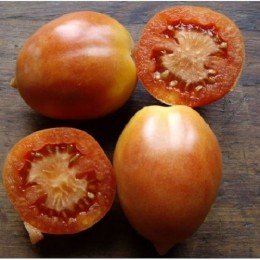tomate Saint Michel semillas ecológicas 
