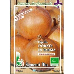 cebolla dorada de Parma semillas ecológicas