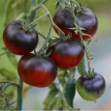 semillas de tomate azul
