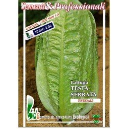 lechuga Romana verde de invierno semillas ecológicas