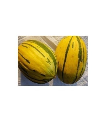 melón de Alozaina semillas ecológicas