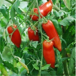 tomate cuerno de los Andes semillas ecologicas