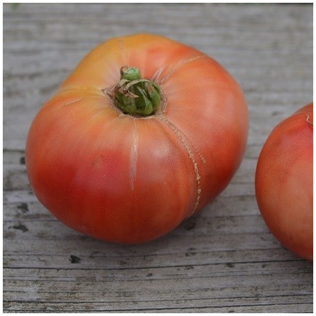 tomate cherokee purple