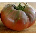 plantel de tomate Barlow japones