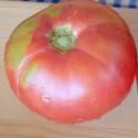 plantel de tomate caspienne rose 