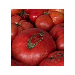 plantel de tomate Brandywine