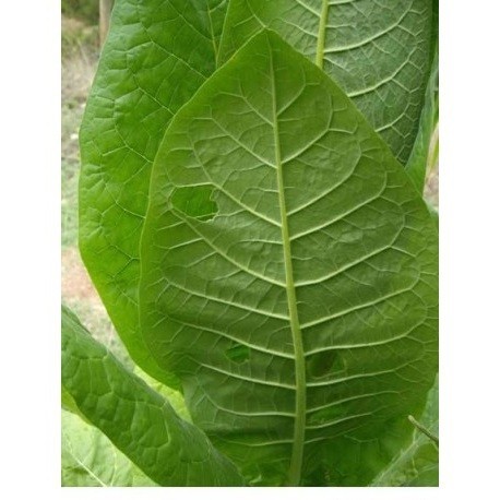 tabaco de pota semillas ecológicas