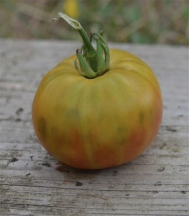 semillas de tomate absinthe