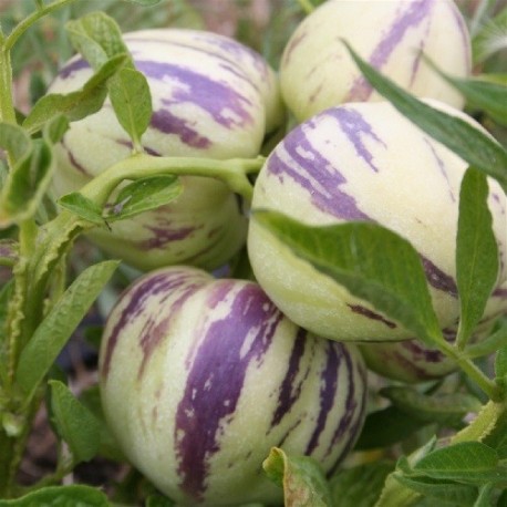 semillas de pera melón pepino (Solanum muricatum)