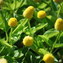 flor eléctrica (Spilanthes oleracea) - semillas no tratadas