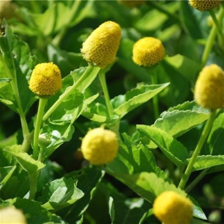 semillas ecológicas de flor eléctrica amarilla (Spilanthes oleracea) 