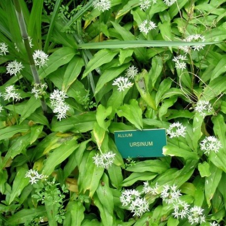 Semillas ecológicas de Ajo de oso (Allium Ursinum)