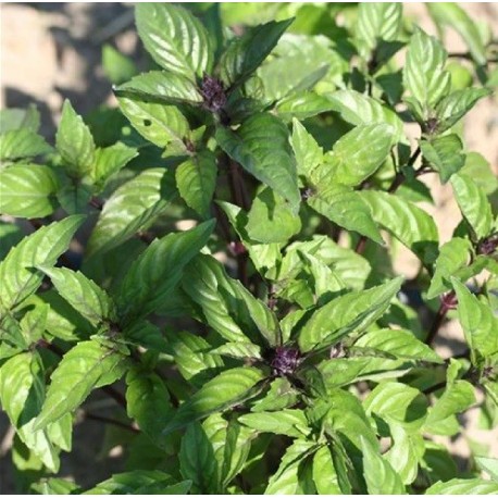 albahaca canela - semillas ecológicas