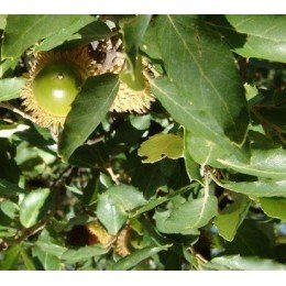 planta de alcornoque en formato forestal (Quercus suber)