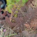 hinojo bronce (Foeniculum vulgare Purpureum) semillas ecológicas