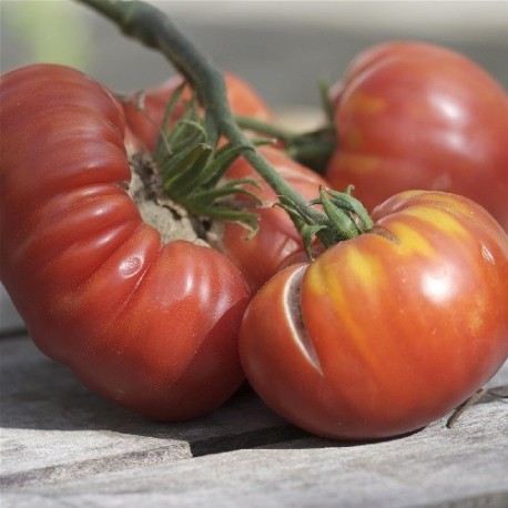 tomate altaiski - semillas ecológicas