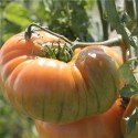 tomate ananas - semillas ecológicas