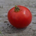 tomate Arkansas traveler - semillas ecológicas
