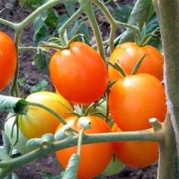 tomate Auriga - semillas no tratadas