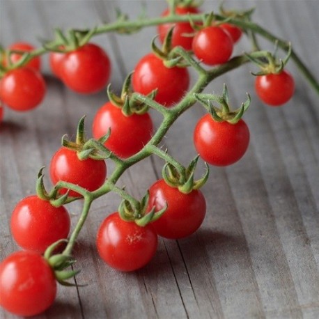 tomate barbaniaka 