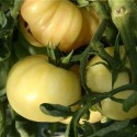 tomate maravilla blanca - semillas ecológicas