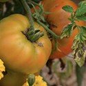 tomate big rainbow - semillas ecológicas