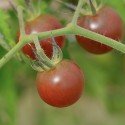 tomate cherry negro - black cherry - semillas no tratadas