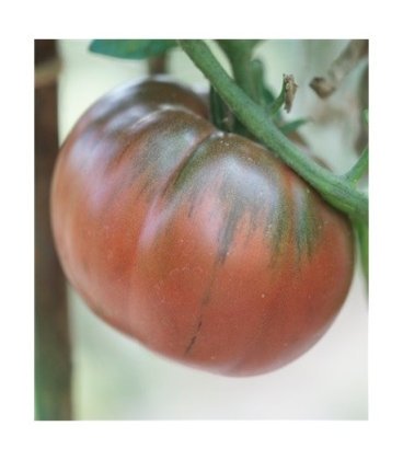 tomate negro de Tula