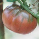 tomate negro de Tula - semillas sin tratamiento