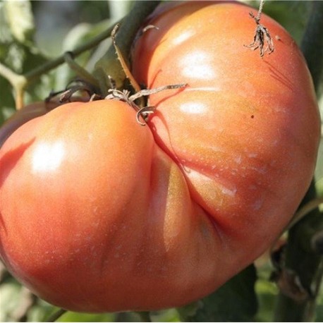 tomate brandywine