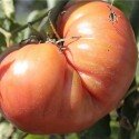 tomate Brandywine - semillas no tratadas