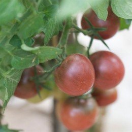 tomate brown berry