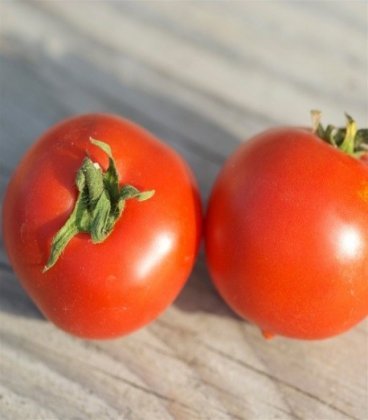 tomate budai torpe