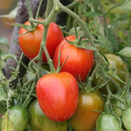 tomate de berao - semillas ecológicas