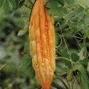 balsamina (Momordica carantia) semillas ecologicas