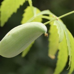 caigua (Cyclanthera pedata)