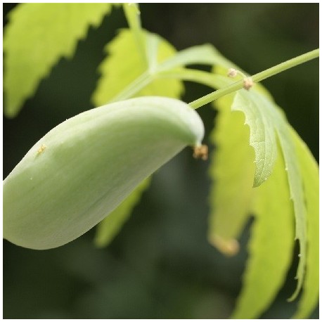 caigua (Cyclanthera pedata) semillas ecológicas
