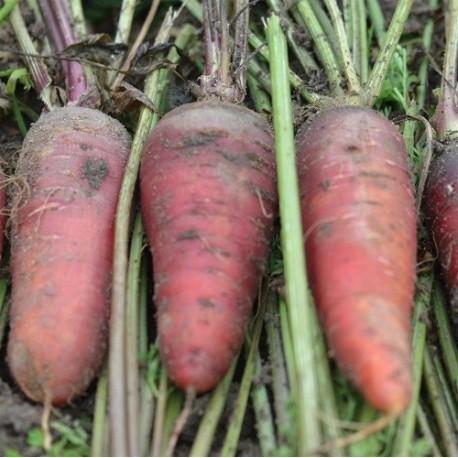 zanahoria larga rojo sangre - semillas ecologicas