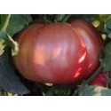 tomate rosa ple - semillas ecológicas